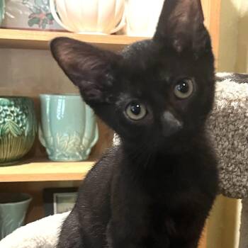 Domestic Short Hair Cats Available for Adoption in Santa Rosa, California - Bear | PetCurious