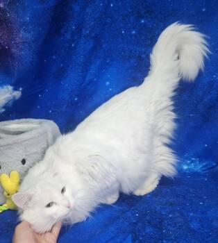 Domestic Long Hair Cats Available for Adoption in Wetumpka, Alabama - 260272  Tater | PetCurious