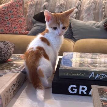 Gazpacho -  Domestic Short Hair Cat for Adoption in Houston, Texas - Gazpacho | PetCurious