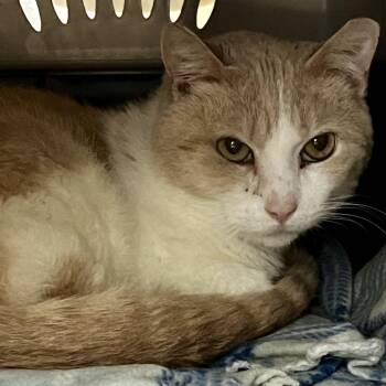 Pryce -  Domestic Short Hair Cat for Adoption in Concord, New Hampshire - Pryce | PetCurious