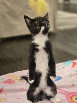Jordan -  Domestic Short Hair Cat for Adoption in The Woodlands, Texas - Jordan | PetCurious