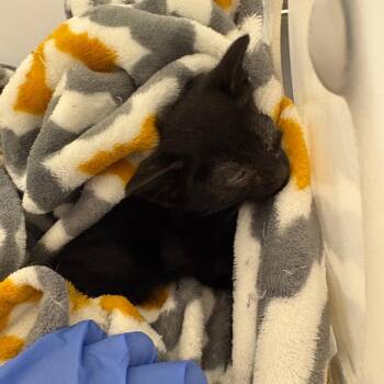 Waffles -  Domestic Short Hair Cat for Adoption in Columbus, Georgia - Waffles | PetCurious