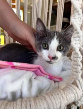 Tommy -  Domestic Short Hair Cat for Adoption in Warren, Ohio - Tommy | PetCurious