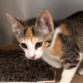 Domestic Short Hair Cats Available for Adoption in Wantagh, New York - Manhattan | PetCurious