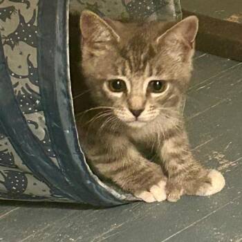 Potter -  Domestic Short Hair and Extra Toes Cat Hemingway Polydactyl Cat for Adoption in Long Beach, California - Potter | PetCurious