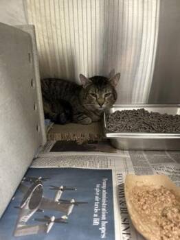 Indigo- working cat! -  Domestic Short Hair Cat for Adoption in Fairfax, Virginia - Indigo- Working Cat! | PetCurious