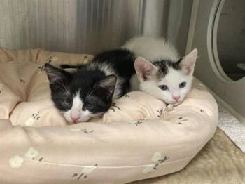 PAUL -  Domestic Short Hair Cat for Adoption in Tustin, California - PAUL | PetCurious