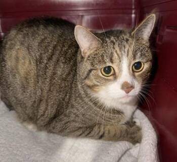 Millard -  Egyptian Mau Cat for Adoption in Windsor, Connecticut - Millard | PetCurious