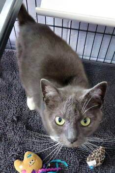Domestic Short Hair Cats Available for Adoption in Herndon, Virginia - Connie | PetCurious