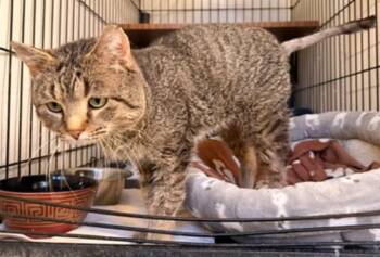 Domestic Short Hair Cats Available for Adoption - ANGEL | PetCurious