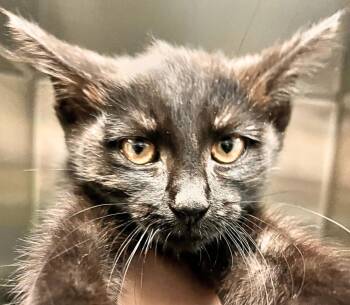 Clawdia -  Domestic Short Hair Cat for Adoption - Clawdia | PetCurious