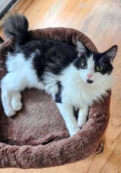 Mouse -  Domestic Medium Hair Cat for Adoption in Oriental, North Carolina - Mouse | PetCurious
