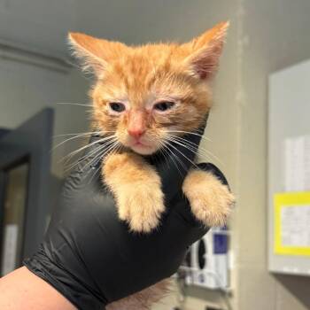 Domestic Short Hair Cats Available for Adoption - Gazpacho | PetCurious