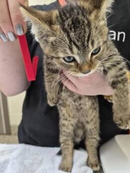Harry -  Domestic Short Hair Cat for Adoption in Westland, Michigan - Harry | PetCurious