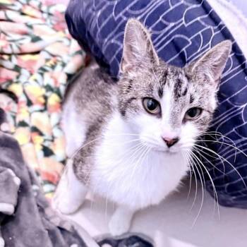 American Shorthair Cats Available for Adoption in Melbourne, Kentucky - Peanut | PetCurious