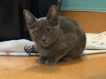 STIMPY -  Domestic Short Hair Cat for Adoption in Martinez, California - STIMPY | PetCurious