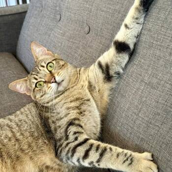 Chaos -  Domestic Short Hair Cat for Adoption in Vallejo, California - Chaos | PetCurious
