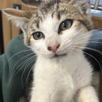 RONAN -  Domestic Short Hair Cat for Adoption in Richmond, California - RONAN | PetCurious