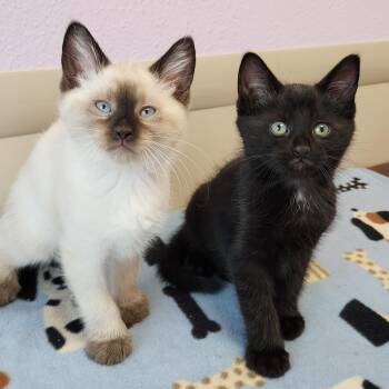 Dylan & Mark -  Siamese Cat for Adoption in Marshfield, Wisconsin - Dylan & Mark | PetCurious