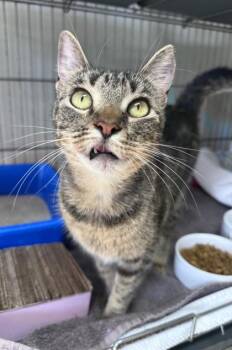 Domestic Short Hair Cats Available for Adoption - Olivia | PetCurious