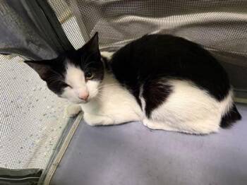 Safety Officer -  Domestic Short Hair Cat for Adoption in Daytona Beach, Florida - Safety Officer | PetCurious