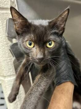 Jason -  Domestic Short Hair Cat for Adoption in Wichita, Kansas - Jason | PetCurious