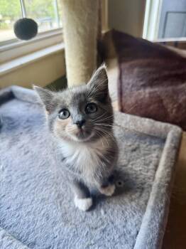 Jordan -  Domestic Short Hair Cat for Adoption in Greenville, South Carolina - Jordan | PetCurious