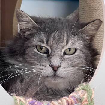 Domestic Medium Hair Cats Available for Adoption in Grand Rapids, Michigan - Silver | PetCurious