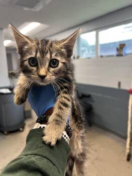 FOX -  Domestic Medium Hair Cat for Adoption in Tallahassee, Florida - FOX | PetCurious