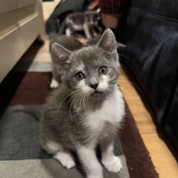 Domestic Short Hair Cats Available for Adoption in San Juan Capistrano, California - Billie  | PetCurious