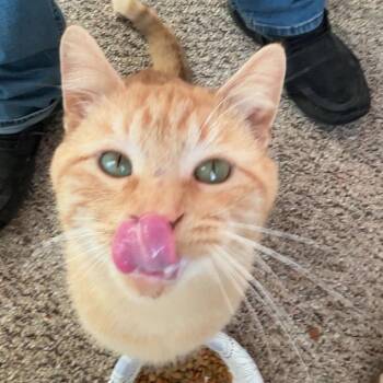 Cornelius -  Domestic Short Hair Cat for Adoption in Rochester, Minnesota - Cornelius | PetCurious