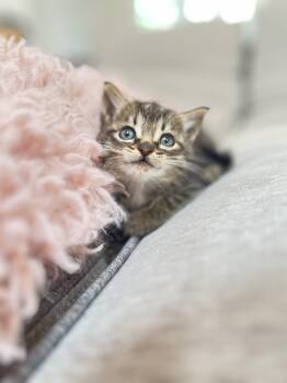 Rescue Tabby and Domestic Short Hair Cats for Adoption in Santa Monica, California - Maisie | PetCurious