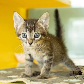 Ridge -  Domestic Short Hair Cat for Adoption in Abilene, Texas - Ridge | PetCurious