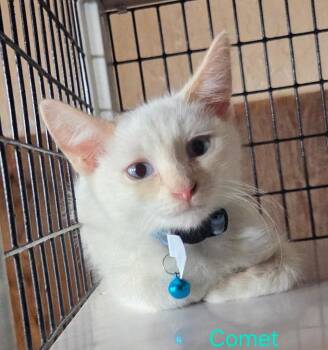Comet -  Siamese and Domestic Short Hair Cat for Adoption in Las Cruces, New Mexico - Comet | PetCurious