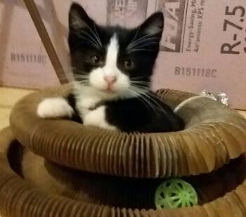 Rescue Domestic Short Hair Cats for Adoption - TUCKER | PetCurious