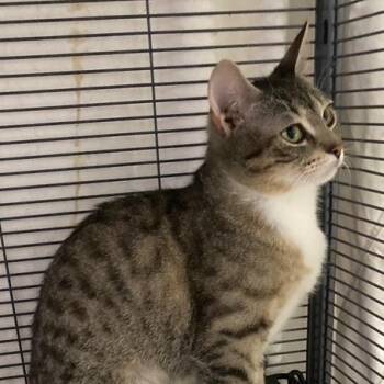 4 Runner -  Domestic Short Hair Cat Available for Adoption in Mount Laurel Township, New Jersey - 4 Runner | PetCurious