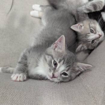 Domestic Short Hair Cats Available for Adoption in La Grange, Kentucky - Silas | PetCurious