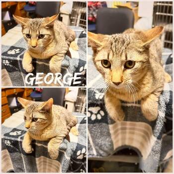 Domestic Short Hair Cats Available for Adoption in Saint James, Missouri - George | PetCurious