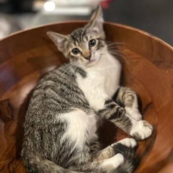 Florida (Flo) -  Domestic Short Hair Cat for Adoption in Westminster, California - Florida (Flo) | PetCurious