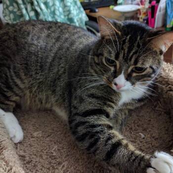 American Shorthair and Bengal Cats Available for Adoption in Hemet, California - TOMMY | PetCurious
