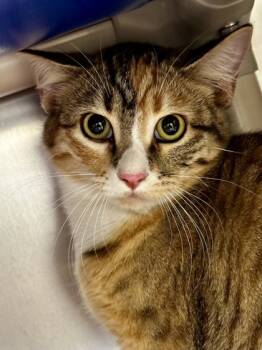 Rescue Domestic Short Hair Cats for Adoption in Wichita, Kansas - Branda Pitt | PetCurious