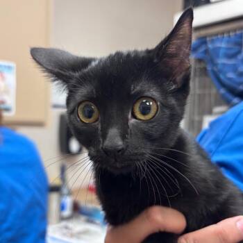 Squeak -  Domestic Short Hair Cat for Adoption in Goleta, California - Squeak | PetCurious