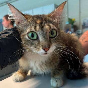 Trap Queen -  Domestic Long Hair Cat for Adoption in Huntington, West Virginia - Trap Queen | PetCurious