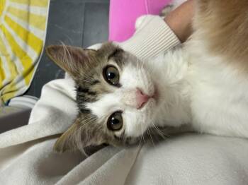 Ernesto aka Ernie -  Domestic Short Hair Cat for Adoption in Jersey City, New Jersey - Ernesto Aka Ernie | PetCurious