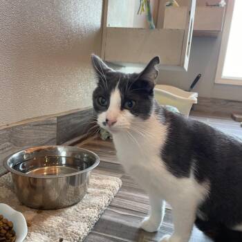 Domestic Short Hair Cats Available for Adoption in West Des Moines, Iowa - Lolo | PetCurious