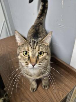Rescue Domestic Short Hair Cats for Adoption in Chatham, Ontario - Lucy | PetCurious