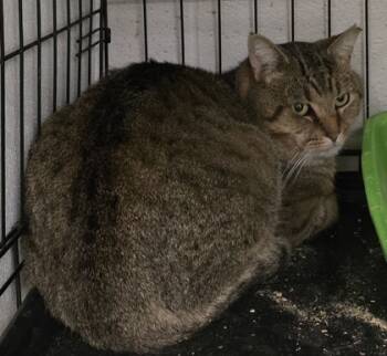 Rescue Domestic Short Hair Cats for Adoption in Anderson, Indiana - Trigger | PetCurious