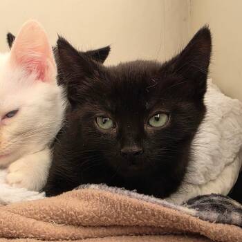 Rescue Domestic Short Hair Cats for Adoption in Port Townsend, Washington - Wasabi Pea | PetCurious