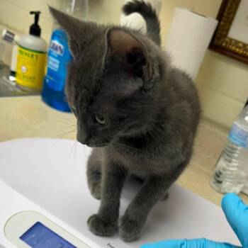 Wiley 26-07-127 -  Domestic Short Hair Cat for Adoption in Bastrop, Texas - Wiley 26-07-127 | PetCurious