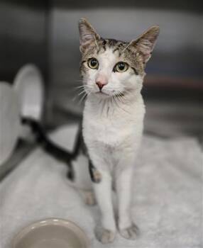 Domestic Short Hair Cats Available for Adoption in Dallas, Texas - EMMETT | PetCurious